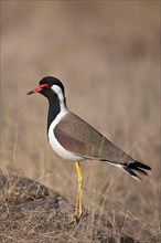 Red-wattled lapwing