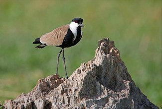 Adult spur-winged lapwing