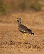 African african wattled lapwing