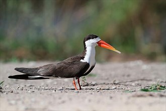 African skimmers