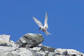 Antipodes Tern