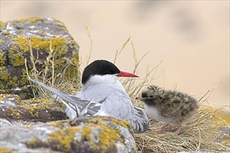 Arctic terns