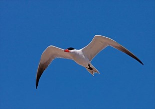 Caspian terns