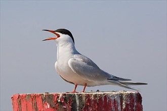 Common Tern