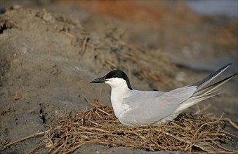 Adult gull-billed tern