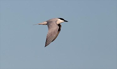 Adult Gull Tern