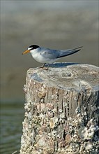American Little Tern