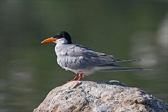 River Tern