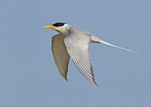 River tern
