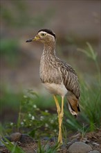 Double-striped thick-knee