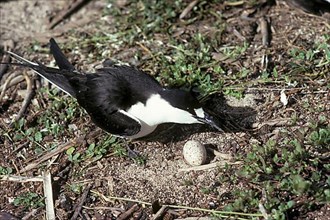 Sooty tern