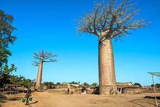 Baobab tree and traditional thatched houses