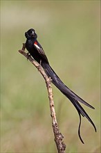Cock-tailed Widowbird