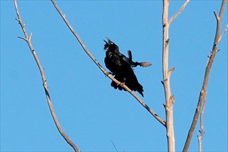 Salvadori Crow