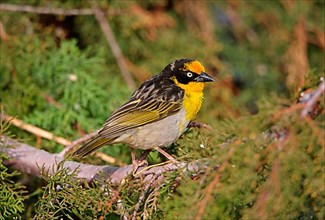 Baglafecht weaver