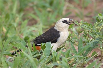 White-headed buffalo weaver