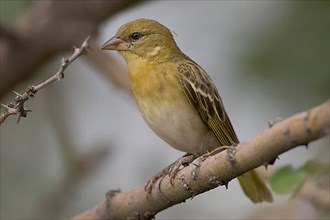 Speke's Weaver