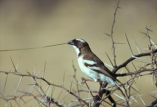 White-browed sparrow-weaver