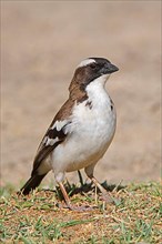 White-browed sparrow-weaver