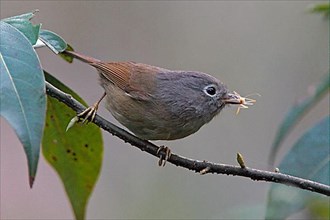 Grey-checked Fulvetta