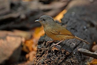 Brown-cheeked fulvetta