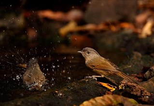 Brown-cheeked fulvetta