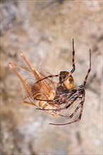 Cave wheel spider