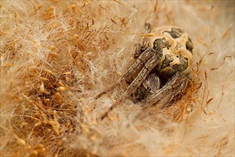 Reed wheel spider