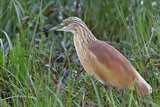 Squacco heron in breeding plumage. It is a stocky species with a short neck