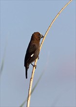 White-fronted Weaver