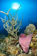 (Niphates digitalis) sponge and Plexaurella sp. seafan, gardens of the queen national park, Cuba,