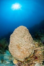 (Montastrea cavernosa) coral, gardens of the queen national park, Cuba, Central America. Kingston