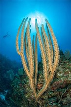 Plexaurella sp. seafan