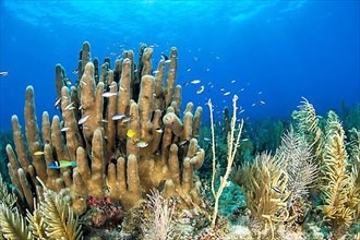 (Dendrogyra cylindrus) coral, and Antillogorgia americana seafans, gardens of the queen national