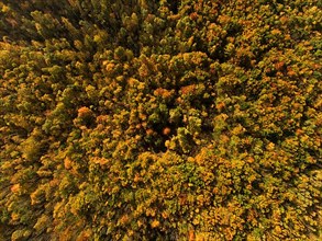 Autumn atmosphere deciduous forest