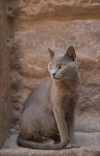 Cat in the temple complex Philae