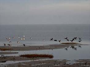 Water birds in the dyke and mudflat landscape on the North Frisian coast of Friedrichskoog