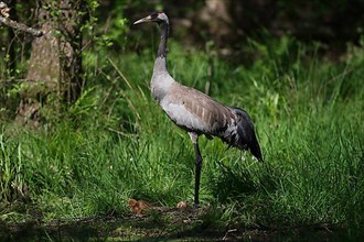Crane or common crane