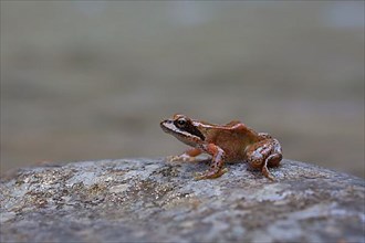 Pyrenean frog
