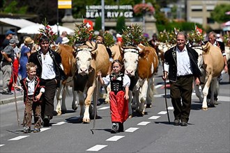 Parade of decorated dairy cows