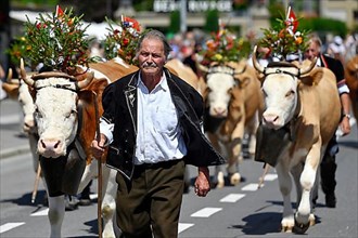 Parade of decorated dairy cows