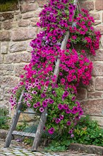 Old wooden ladder decorated with petunias
