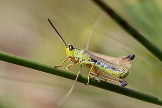 Marsh grasshopper