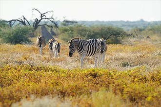 A group of 4 zebras