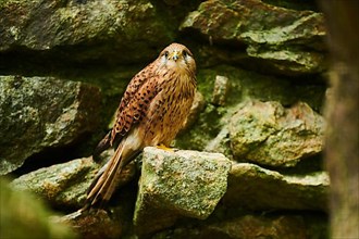 Common kestrel