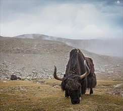 Yak grazing in Himalayas. Ladakh