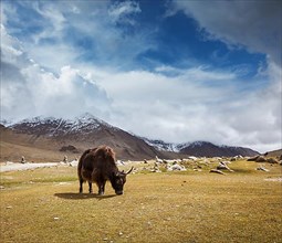 Yak grazing in Himalayas mountains. Ladakh