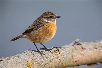 African stonechat