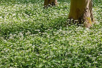 Forest floor covered with flowering ramsons