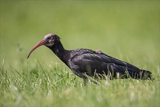 Rare Northern Bald Ibis